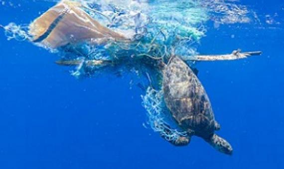 Discarded fishing nets, or ‘ghost nets’ can entangle animals like turtles. Credit - Shutterstock