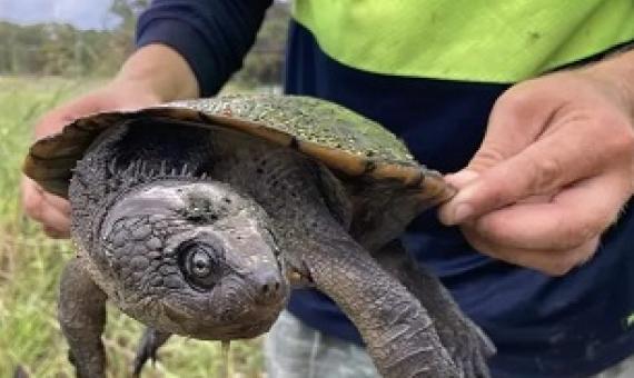 A large freshwater turtle in Queensland. Citizen scientists throughout the country are learning to record turtle sightings and stopping turtles dying on roads or from predators. Credit - TurtleSAT
