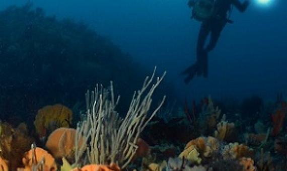 A diver in Tasmanian waters photographs the sponge gardens of Bicheno on Tasmania's east coast.(Supplied: Michael Jacques)