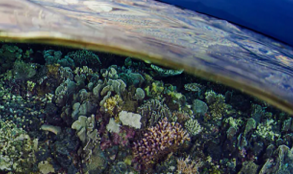 reefs of Timor Leste. © PAUL HILTON FOR CONSERVATION INTERNATIONAL