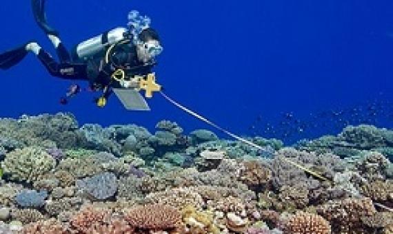 Tonga's declaration of no-fishing areas boosts coral reef recovery