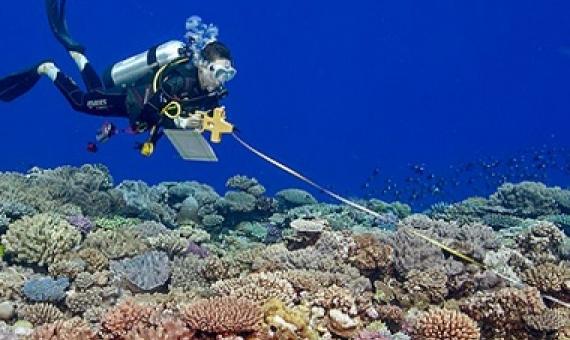 A scientific scuba diver records fish along a transect line. Global Reef Expedition, Tonga 2013. Photo by Ken Marks.