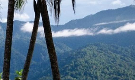 Toricelli mountain range, Papua New Guinea. Credit - Tenkile Conservation Alliance