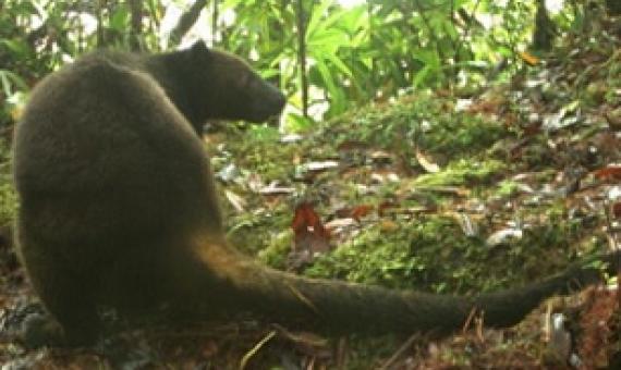 Camera trap images of tenkiles. Image: Tenkile Conservation Alliance.