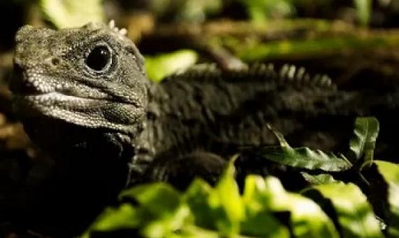 Tuatara are uniquely specialised to the temperate climate of New Zealand today Photograph: Claire Thompson/BBC