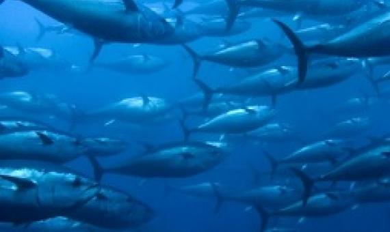Cooks tuna fishery is a model for the Pacific