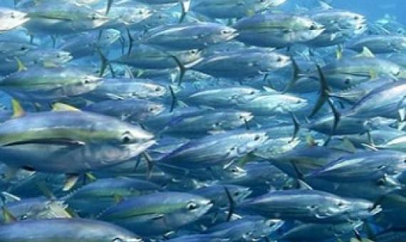 FFA continues to monitor fishing amidst COVID-19 situation
