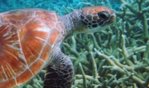 Why plastic is a deadly attraction for sea turtles