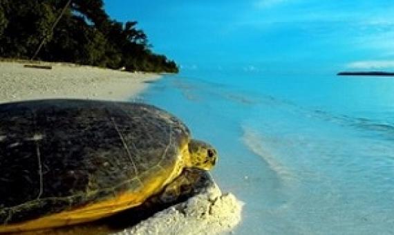 Stunning News on World Ocean Day of Record Release of Endangered Turtle Hatchlings. Credit - www.miragenews.com      