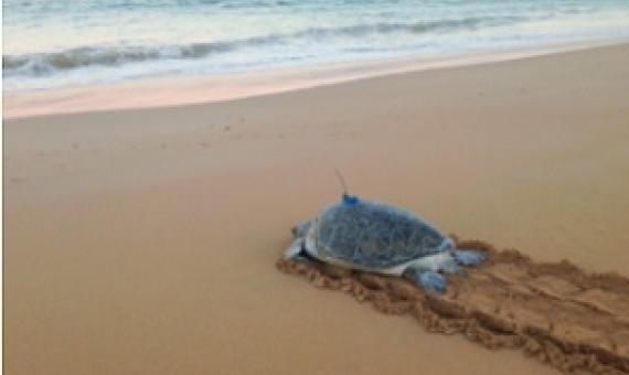 A green turtle returns to the sea after being tagged with a satellite transmitter in the Pilbara region of Western Australia. Credit: Luciana Ferreira