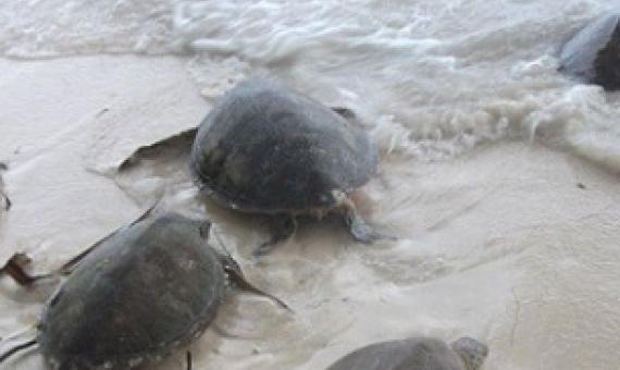 Leather-back turtles heading into the ocean after being tagged on Arnavon island. Credit - Solomonstarnews.com