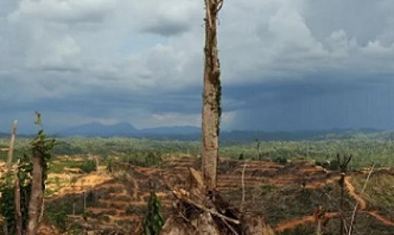  A tree stands alone in a logged area prepared for plantation near Lapok in Malaysia’s Sarawak State. Photograph: Saeed Khan/AFP/Getty Images