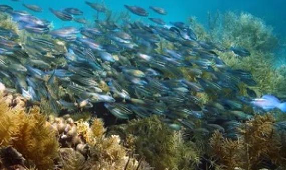 A healthy coral reef in the Caribbean sea. Photograph: Seaphotoart/Alamy Stock Photo
