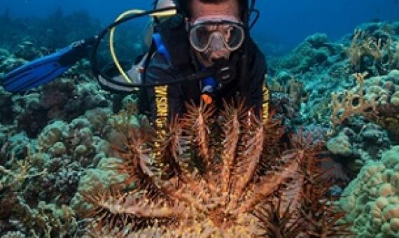 orenzo Stephan, a coral reef monitoring team member in Chuuk, holds one of many coral-eating crown-of-thorns starfish found during the El Niño Southern Oscillation event of 2015–2017. Photo: University of Guam