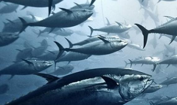 Yellowfin tuna, pictured above, are one of many valuable species of tuna overseen by the Western and Central Pacific Fisheries Commission. Credit - Giordano Cipriani/Getty Images
