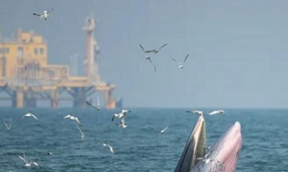 Whales swim near an offshore oil rig. (Shutterstock)