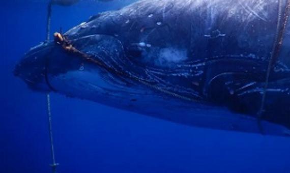 Sub-adult humpback whale entangled in FAD | Photo credits: Facebook/Niue Blue