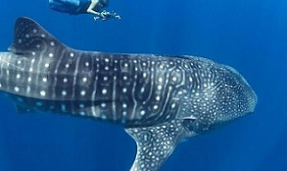 Whale sharks are the largest living fish. Credit - Simon J Pierce
