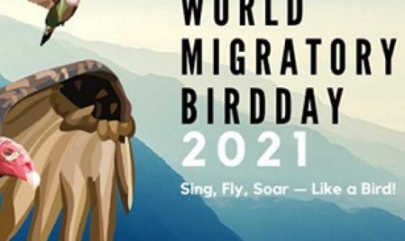 World Migratory Bird Day 2021 logo. Credit - Sara Wolman