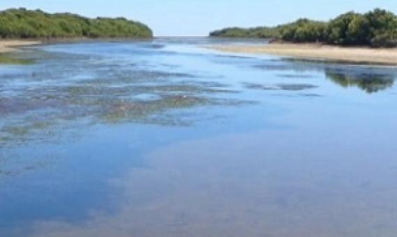 The creek, mangrove and mudflats at Middle Beach, north of Adelaide. Credit: Professor Sabine Dittmann, Flinders University