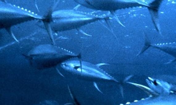 Yellowfin tuna (Thunnus albacares). Credit - CC0 Public Domain 