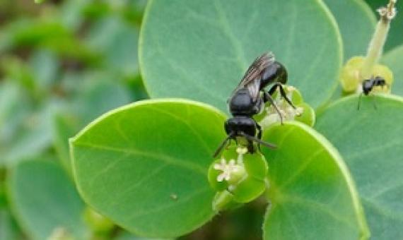 The endangered Hawaiian yellow-faced bee, (Hylaeus anthracinus), is being threatened by invasive ants, researchers with the state Division of Forestry and Wildlife and the U.S. Fish and Wildlife Service’s Pacific Islands Coastal Program have discovered. Credit - U.S. Fish & Wildlife Service/Special to West Hawaii Today