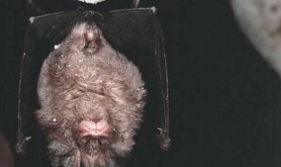 Bats may harbour viruses, but should not be persecuted, say experts. Credit - Getty Images