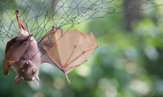 Bats are trapped in nets to be examined for possible viral load at the Franceville International Centre of Medical Research in Gabon. Photograph: Steeve Jordan/AFP via Getty Images