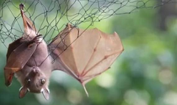 A bat is trapped in a net to be examined for possible viruses – including Ebola – at a secure laboratory in Franceville, Gabon. Photograph: Steeve Jordan/AFP