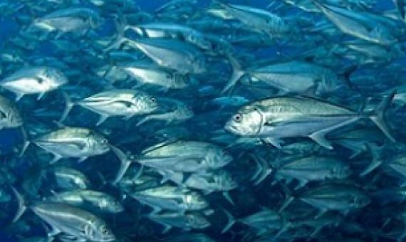 Leaving more big fish in the sea--especially where fishing is not economically profitable in the Central Pacific, South Atlantic, and North Indian Oceans --reduces the amount of carbon dioxide (CO2) released into the Earth's atmosphere. Credit: Enric Sala.