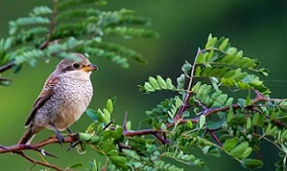 A new study demonstrates the link between birds and happiness. Credit-TorriPhoto / Getty Images