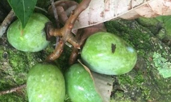 Nangai, a fruit found in Vanuatu used by Indigenous peoples in Vanuatu and the Solomon Islands, is sought by cosmetic companies for its oil. Credit: Daniel Robinson