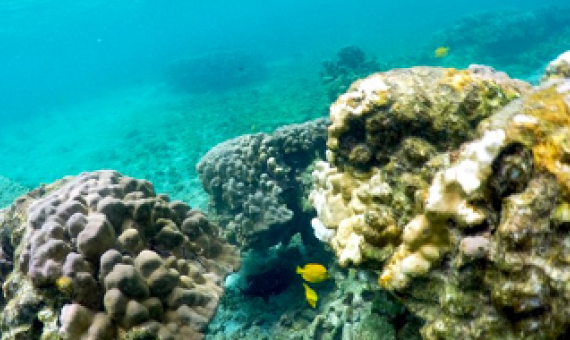 bleaching corals, Kahalaú Bay, Kona. Hawaii. credit: AP photo/Caleb Jones