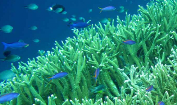 coral reefs and fish