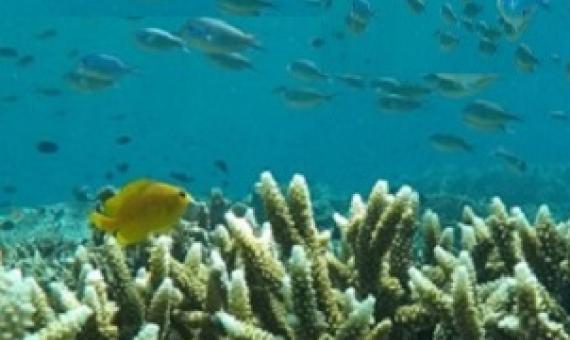 coral reefs. Credit - mongabay.com