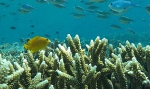 A coral reef. Credit - Mongabay.com