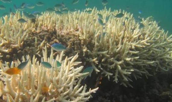 Marine heatwaves are now becoming more frequent and more severe with climate change. Corals are bleaching, as pictured here. Jodie Rummer, Author provided