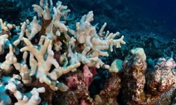 Bleached corals in Hawaii. A new tool funded by the late Microsoft co-founder Paul Allen’s Vulcan Inc detects bleaching events on reefs. Photograph: Greg Asner