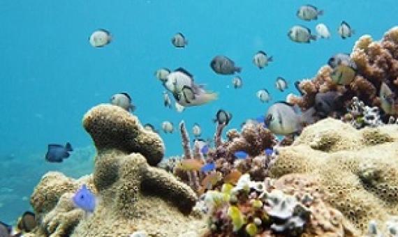 Co-workers: fish and coral enable each other to thrive © Alexpunker/Dreamstime.com