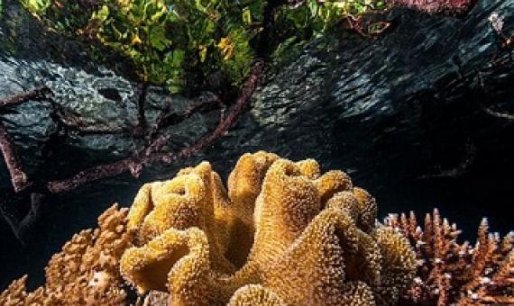 Coral in a mangrove swamp in the Raja Ampat Islands, Indonesia.Credit: Giordano Cipriani/Getty