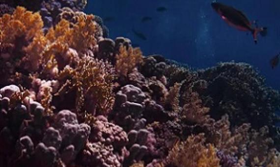 coral reefs. credit - © Nariman Mesharrafa / Unsplash