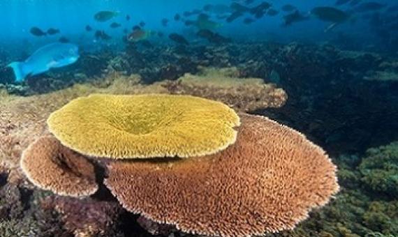 Some coral reefs off the Phoenix Islands in Kiribati seem to be resilient to warming seas.Credit: National Geographic Image Collection/Alamy