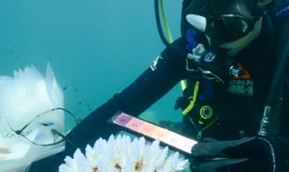 Genome research brings identification of heat-resilient corals a step closer. source - Australian Institute of Marine Science_Eric Matson
