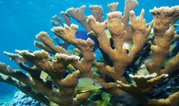 staghorn corals. credit - Doug Rader
