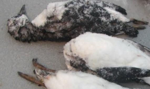 Dead common murres were found on the beach in Cochrane Bay, Prince William Sound on Jan 10, 2016. These birds were part of the large die-off of common murres across the Gulf of Alaska in 2015-2016. (Photo: Sarah Schoen/USGS Alaska Science Center)