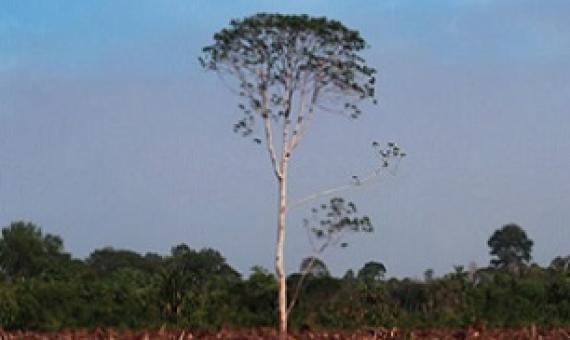 BlackRock, other asset managers enabling deforestation, says Friends of the Earth. Source - Mongabay.com