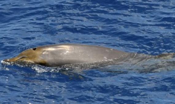 A Blainsville's beaked whale, photographed in Guam, a US territory in Pacific. CREDIT:ADAM U/NOAA