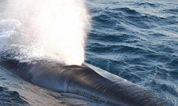 Fin whales are the second largest species of whale, sleek and streamlined. Photo Credit: North Pacific fin whale, NOAA Fisheries/Paula Olson.