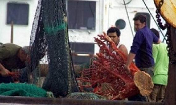 A picture supplied by Greenpeace of coral being pulled up by a trawler. Photo: Greenpeace