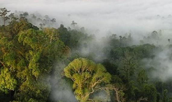 NASA Study Finds Tropical Forests' Ability to Absorb Carbon